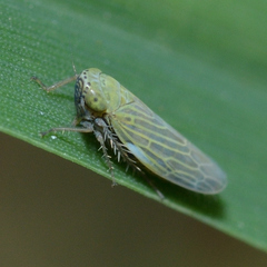 Graminella nigrifrons