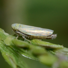 Graminella nigrifrons