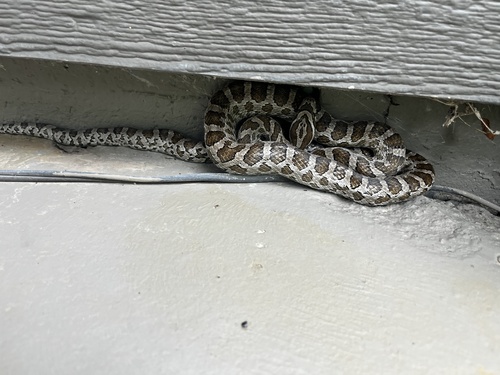 Great Plains Ratsnake