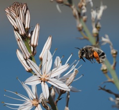 Anthophora canescens