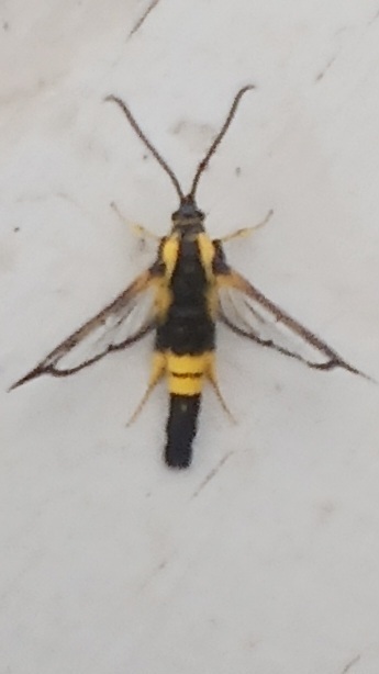 Holly Borer