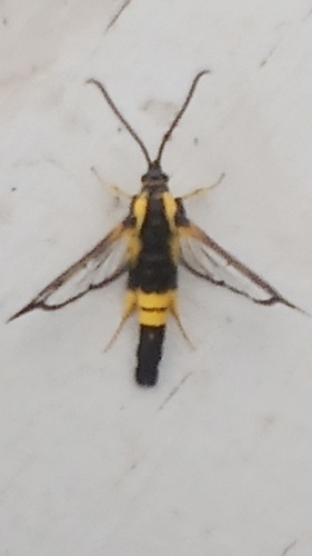Holly Borer
