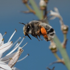 Anthophora canescens