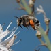 Anthophora canescens - Photo (c) Jakob Fahr, some rights reserved (CC BY-NC), uploaded by Jakob Fahr