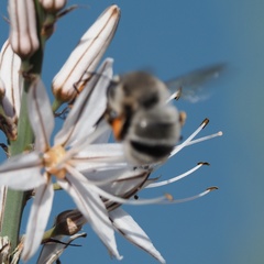 Anthophora canescens