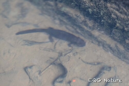 Chinese Dwarf Newt, Hypselotriton orientalis