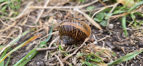 Cornu aspersum