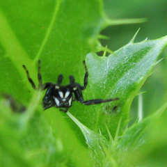 Metaphidippus manni