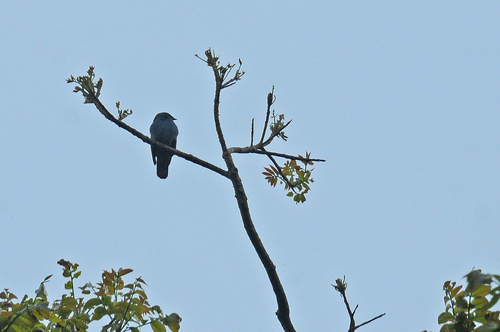 iNaturalist image