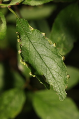 Eriophyes similis