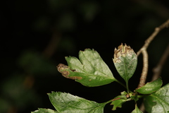 Stigmella oxyacanthella