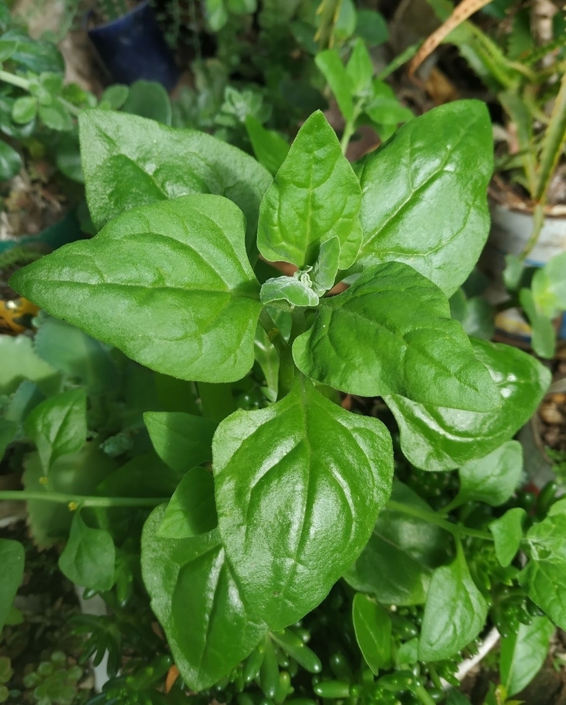 Spinacia oleracea