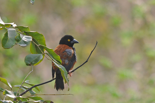 Chestnut-and-black Weaver