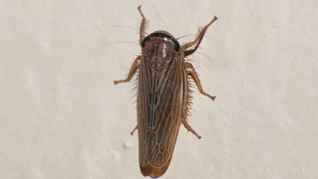 Paramesodes lineaticollis