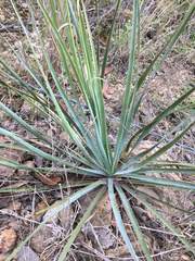 Dasylirion parryanum