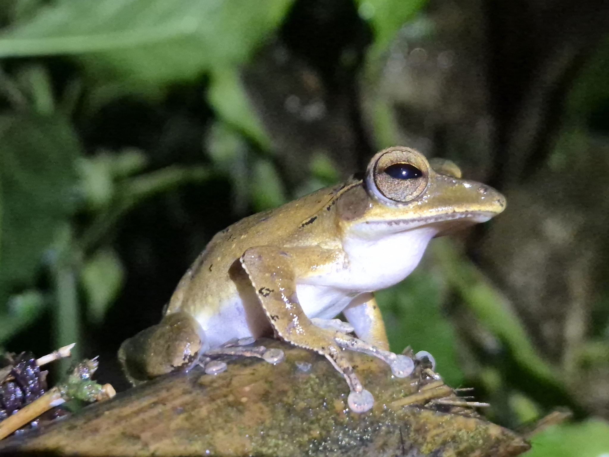Nagercoil Whipping Frog