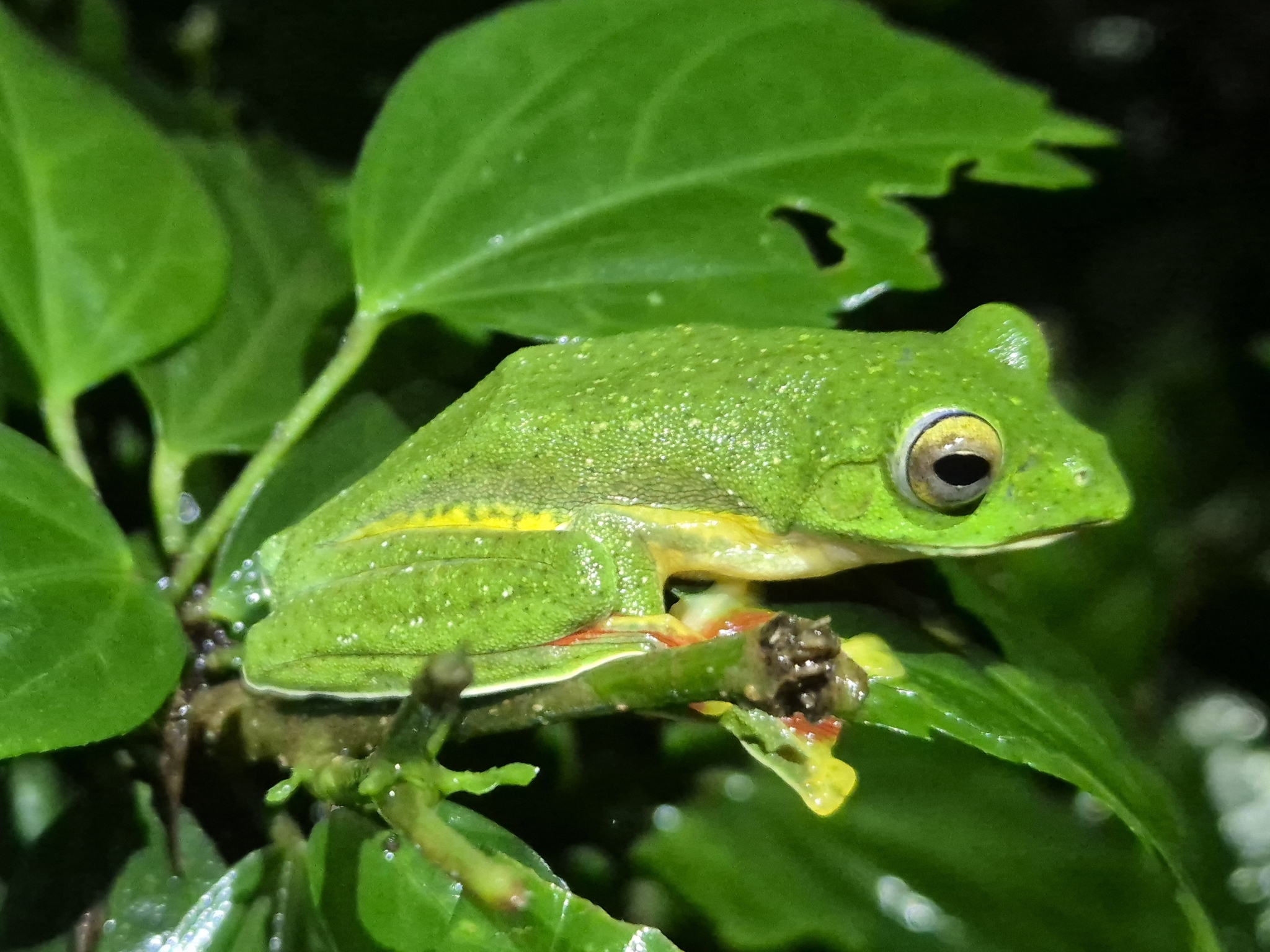 Malabar Gliding Tree Frog