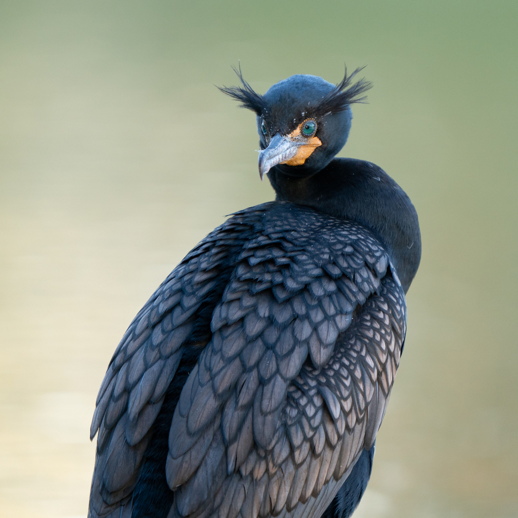 Adult double-crested cormorant with thin crests, a blue-green eye and glossy dark feathers