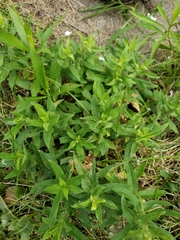 Symphyotrichum novae-angliae