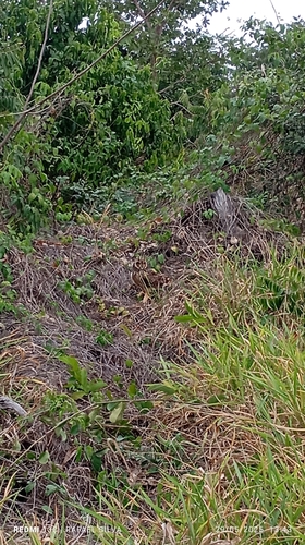 Short-eared Owl