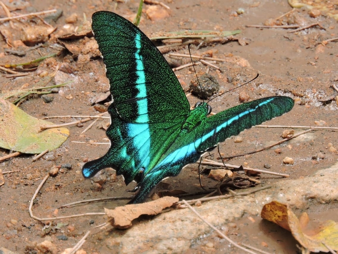 Common Banded Peacock
