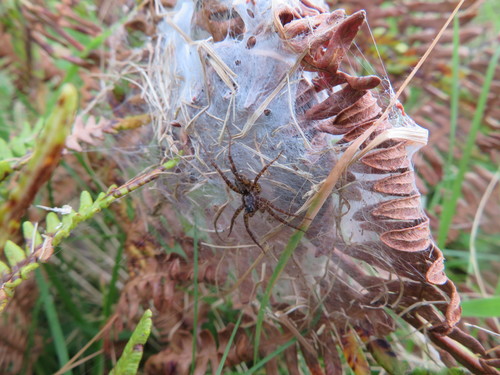 Pardosa acorensis