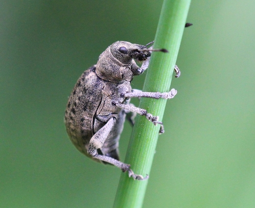 Chequered weevil photo 3