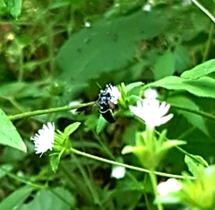 Coelioxys dolichos