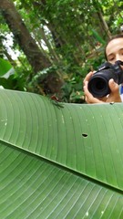 Leptoscelis tricolor