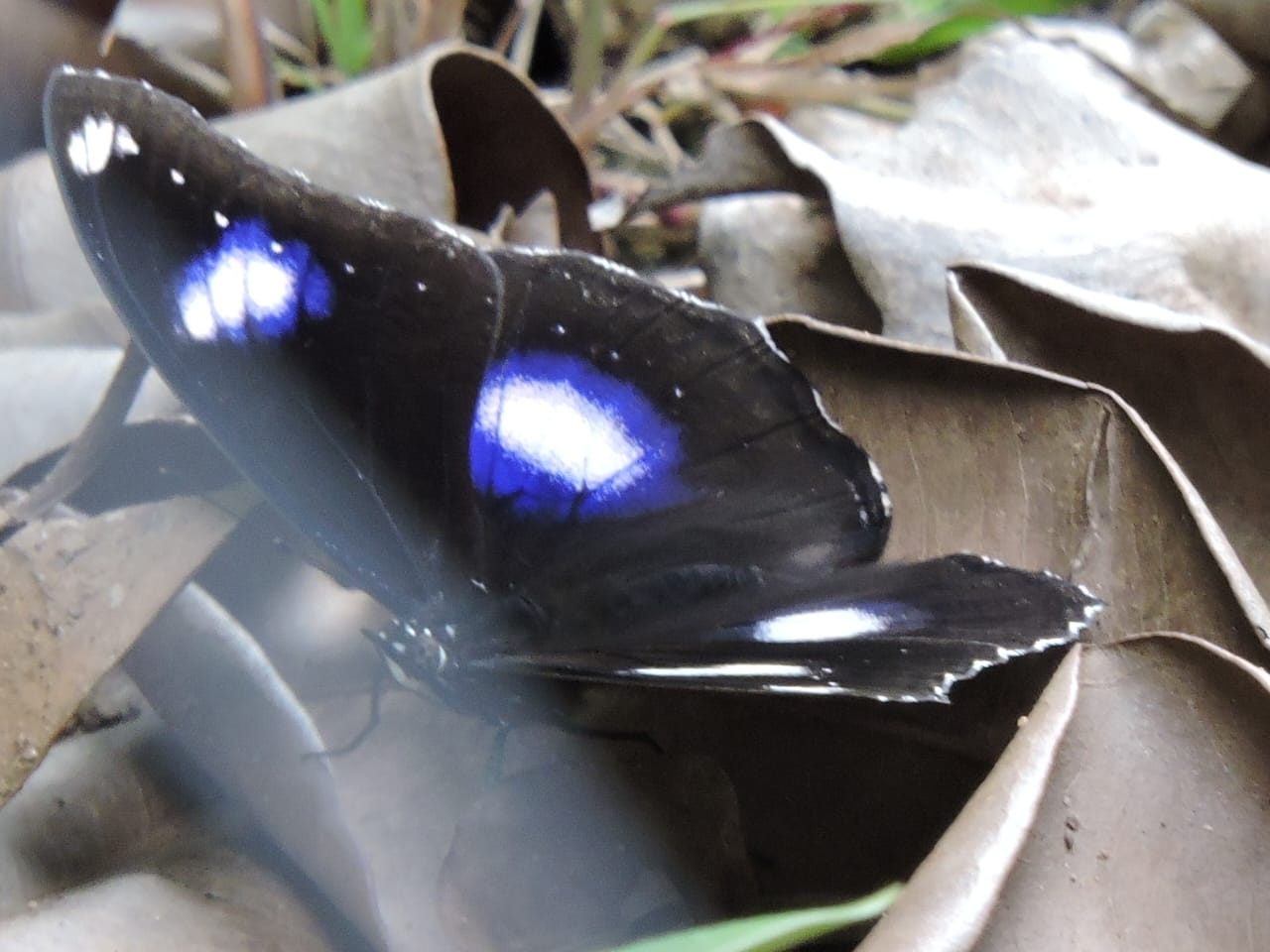 Great Eggfly