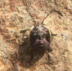Chlorochroa juniperina