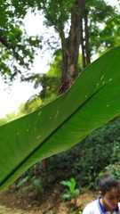 Leptoscelis tricolor