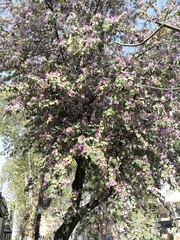 Bauhinia variegata