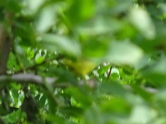 Geothlypis philadelphia