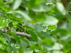 Geothlypis philadelphia