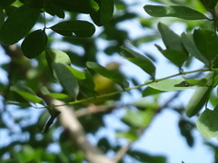 Geothlypis philadelphia