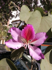 Bauhinia variegata