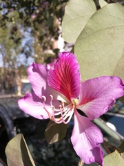 Bauhinia variegata