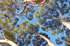 Eucalyptus salmonophloia