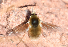 Anastoechus barbatus