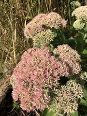 Hylotelephium maximum × spectabile