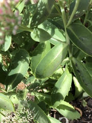 Hylotelephium maximum × spectabile