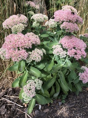 Hylotelephium maximum × spectabile