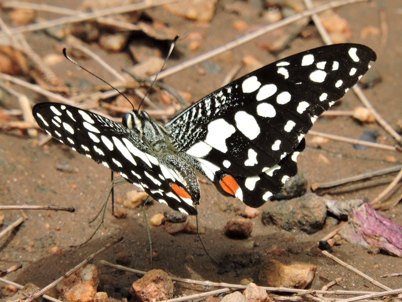 Lime Swallowtail