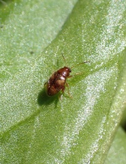 Epitrix fasciata