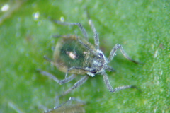 Rhopalosiphum