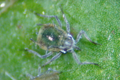 Rhopalosiphum