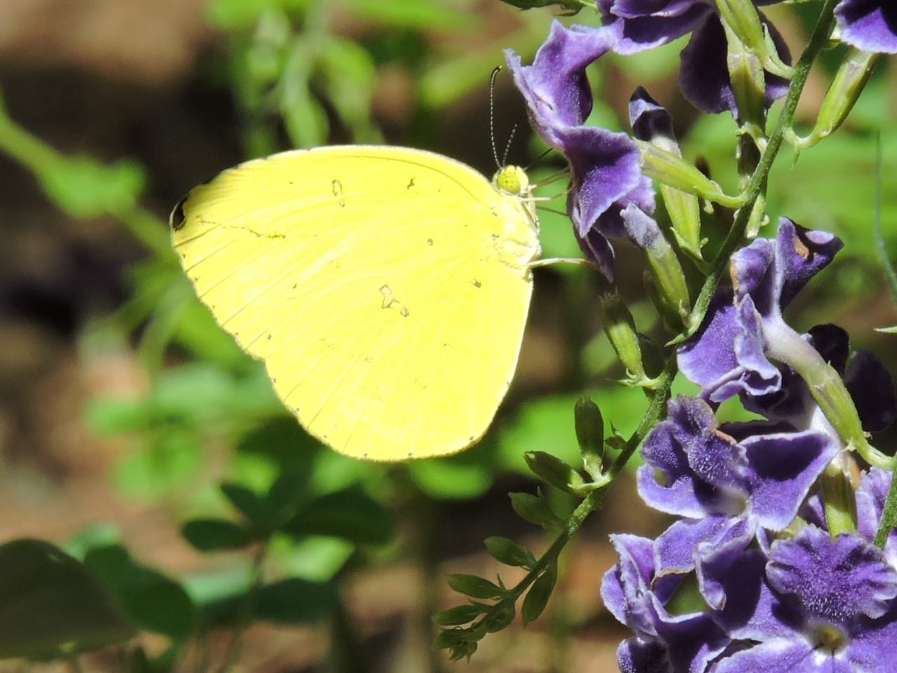 Common Grass Yellow