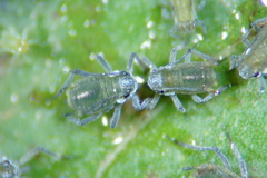 Rhopalosiphum