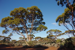 Eucalyptus salmonophloia